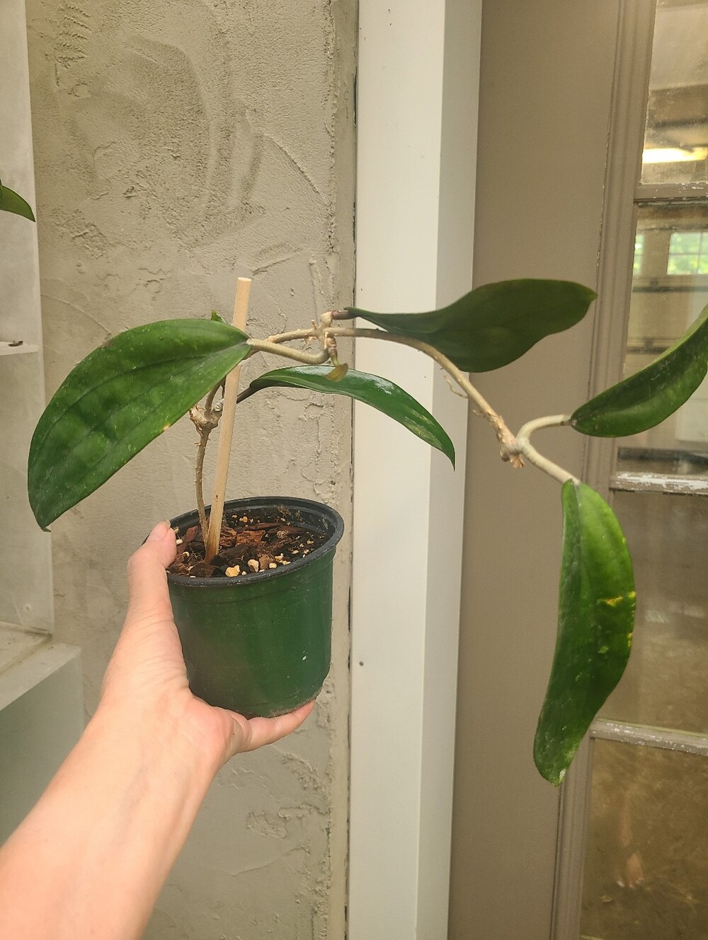 Hoya Rigida